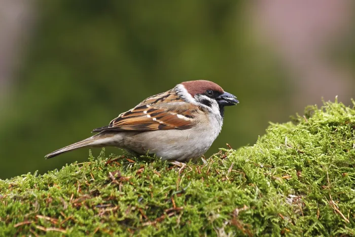 Framed Print : Tree sparrow (Passer montanus) eating sunflower seeds