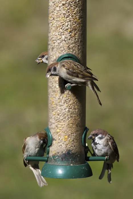 Framed Print : Tree Sparrow (Passer Montanus) Feeding at the feeder Framed Print : Tree Sparrow (Passer Montanus) Feeding at the feeder