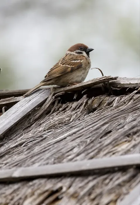 Framed Print : Tree Sparrow (Passer montanus malaccensis) Framed Print : Tree Sparrow (Passer montanus malaccensis)