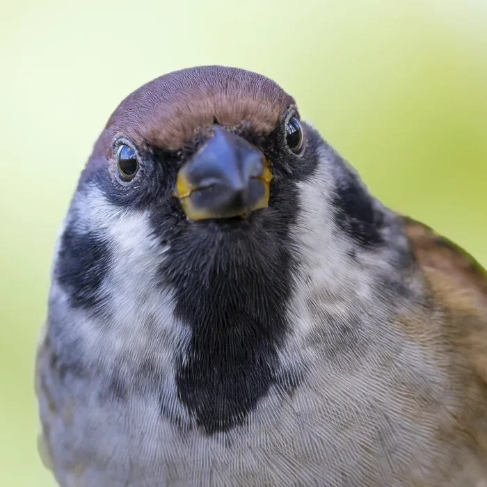 Framed Print : Tree sparrow (Passer montanus) portrait photo of head frontal view