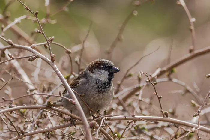 Framed Print : Tree sparrow - Passer montanus - sitting in a bush in Norway