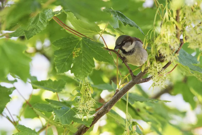 Framed Print : Tree sparrow (Passer montanus) sitting in a sycamore maple (Acer pseudoplatanus) Framed Print : Tree sparrow (Passer montanus) sitting in a sycamore maple (Acer pseudoplatanus)