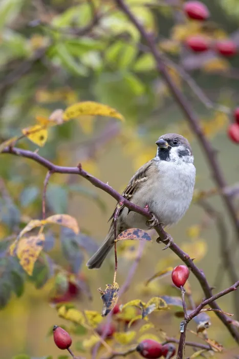 Framed Print : Tree sparrow (Passer montanus) sitting in a wild rose bush Framed Print : Tree sparrow (Passer montanus) sitting in a wild rose bush
