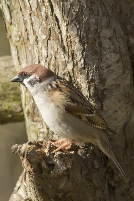 Framed Print : Tree Sparrow perched on a branch in the wild