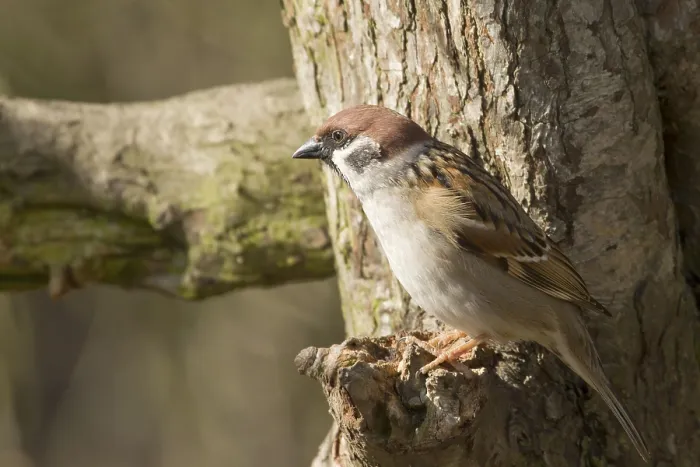 Framed Print : Tree Sparrow perched on a branch in the wild