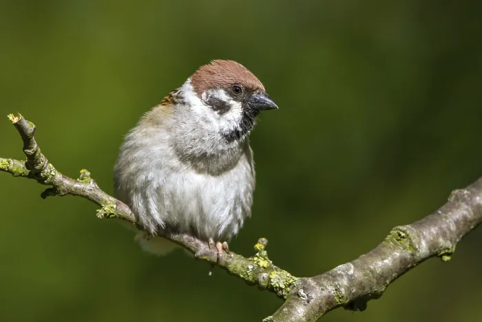 Framed Print : Tree sparrow - sitting on a branch (Passer montanus) Framed Print : Tree sparrow - sitting on a branch (Passer montanus)