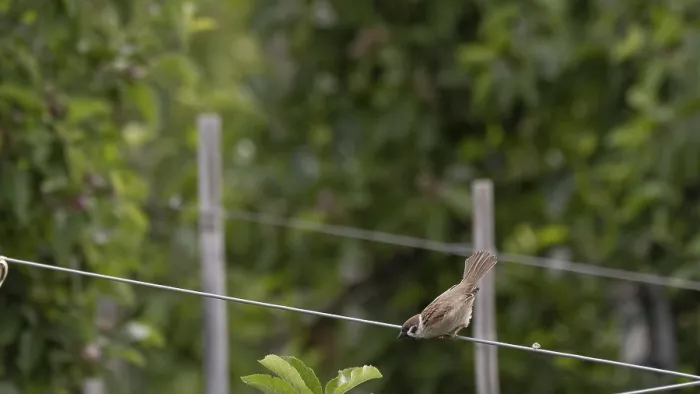 Framed Print : A tree sparrow or tree sparrow (Passer montanus) sitting on a wire in an apple orchard and leaning forwards