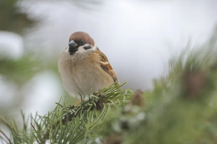 Framed Print : Tree Sparrow in winter.tree Sparrow in winter Framed Print : Tree Sparrow in winter.tree Sparrow in winter