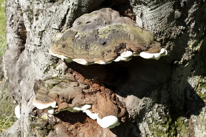 Framed Print : Tree sponge, fungus on a tree trunk Framed Print : Tree sponge, fungus on a tree trunk