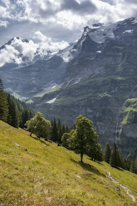 Framed Print : Tree standing on a slope, behind mountains and mountain tops
