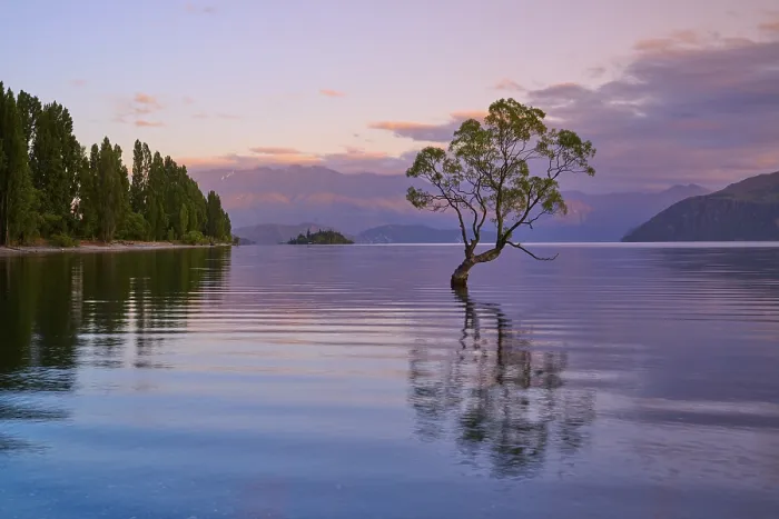 Framed Print : A tree stands in the calm waters of a lake Framed Print : A tree stands in the calm waters of a lake