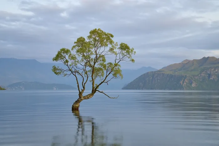 Framed Print : A tree stands calmly in the blue water of a lake