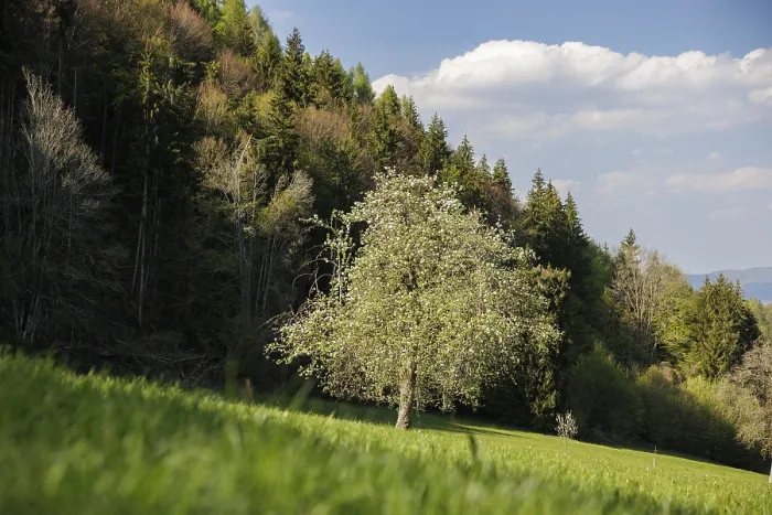 Framed Print : A tree stands in a green meadow Framed Print : A tree stands in a green meadow