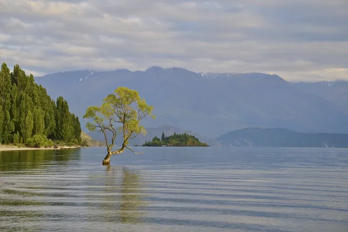 Framed Print : A tree stands in a lake in a tranquil setting with mountains
