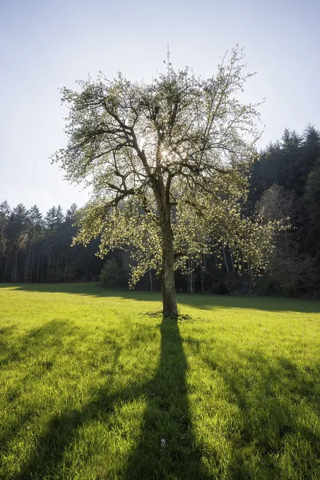 Framed Print : A tree stands in the middle of a green meadow Framed Print : A tree stands in the middle of a green meadow