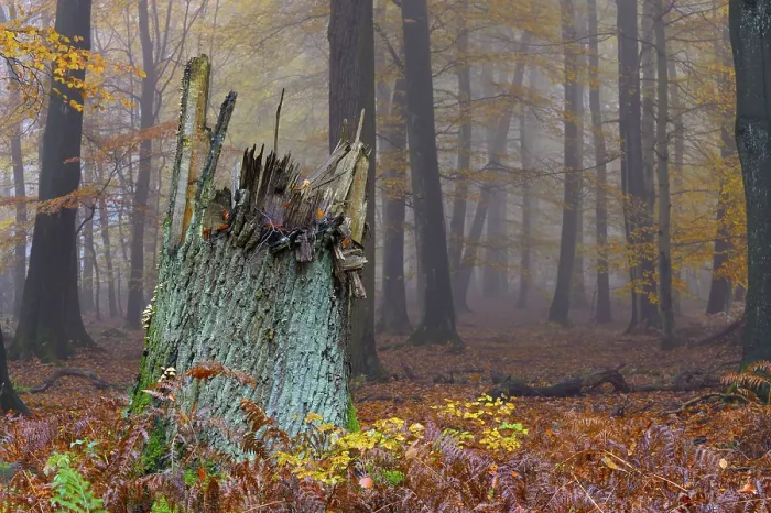 Framed Print : Tree stump, beech forest, natural forest cell in Hiesfeld Forest Framed Print : Tree stump, beech forest, natural forest cell in Hiesfeld Forest