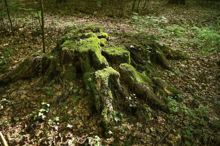 Framed Print : Tree stump, forest, Weserbergland Framed Print : Tree stump, forest, Weserbergland