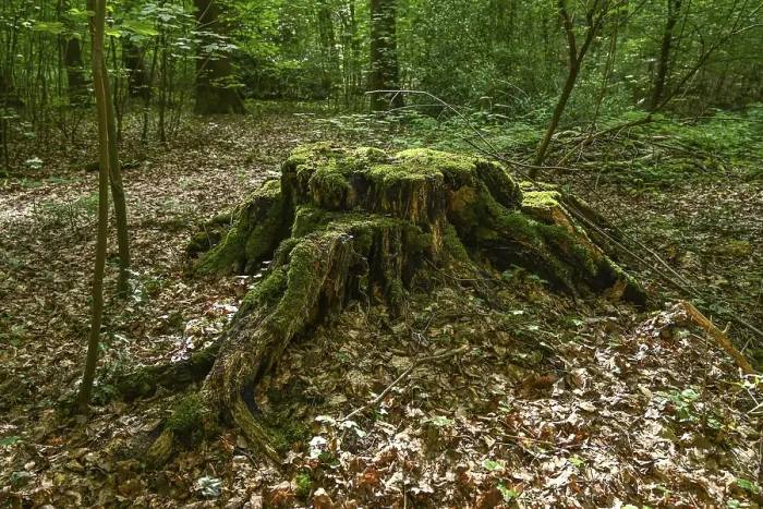 Framed Print : Tree stump, forest, Weserbergland