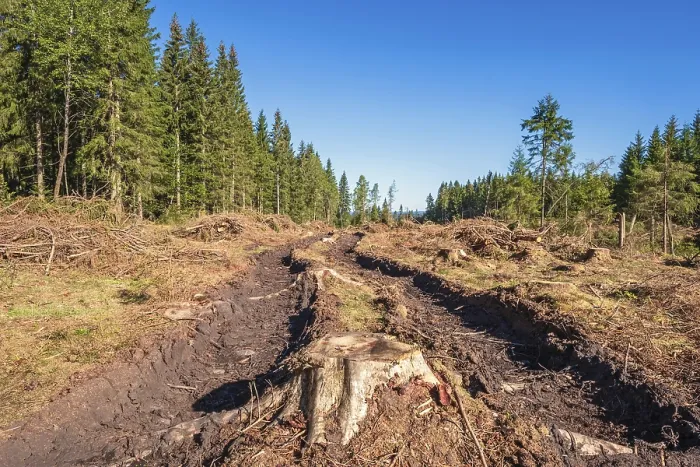 Framed Print : Tree stump on a logging road with deep tire tracks on a clearcutting in a spruce woodland