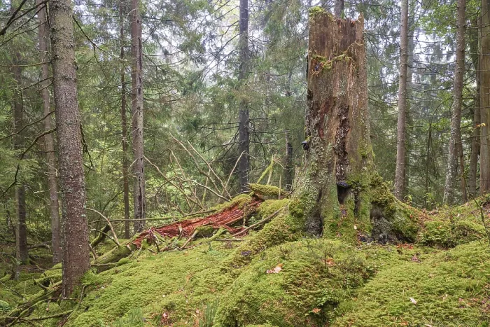 Framed Print : Tree stump in an old growth forest with green moss in a spruce trees