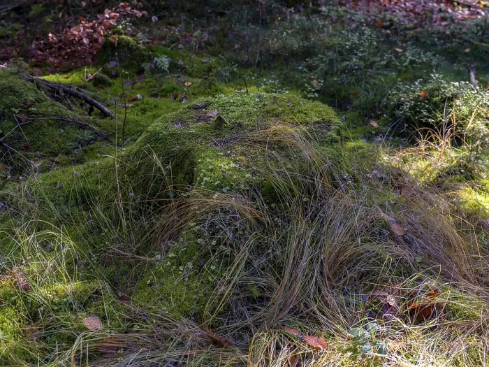 Framed Print : Tree stump overgrown with moss Framed Print : Tree stump overgrown with moss