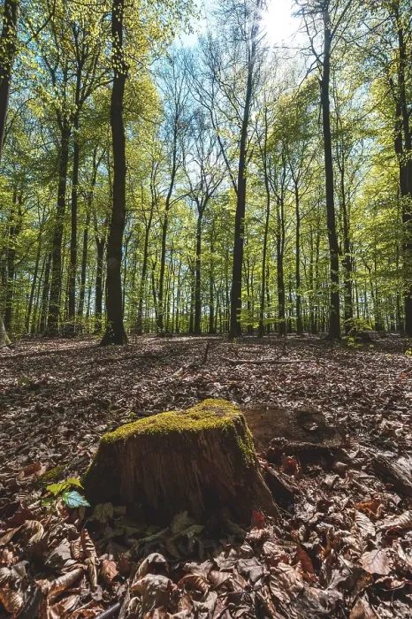 Framed Print : A tree stump overgrown with moss and leaves on the forest floor in a mixed forest with backlit sun