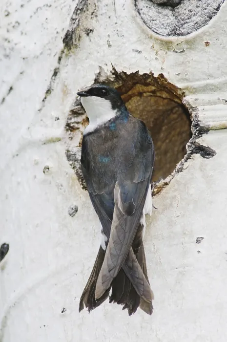 Framed Print : Tree Swallow (Tachycineta bicolor) Framed Print : Tree Swallow (Tachycineta bicolor)