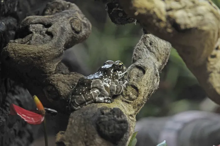 Framed Print : Tree tree frog (Trachycephalus resinifictrix)
