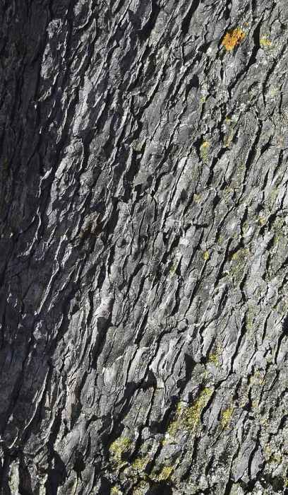 Framed Print : Tree trunk, Close-up of a textured grey tree bark with rustic natural patterns and slight moss growth in France