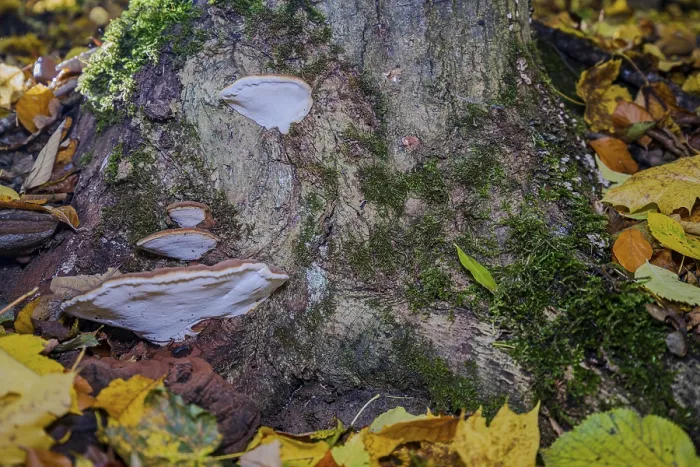 Framed Print : A tree trunk in the forest shows mushrooms and moss