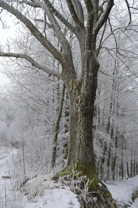Framed Print : Tree trunk with hoarfrost