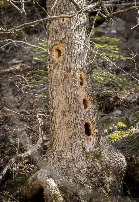 Framed Print : Tree trunk with several holes made by the Black Woodpecker Framed Print : Tree trunk with several holes made by the Black Woodpecker