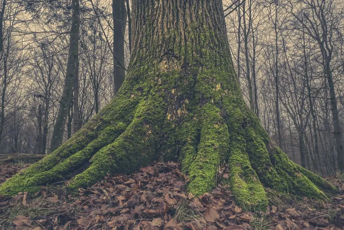 Framed Print : Tree trunk with moss in the forest at autumn Framed Print : Tree trunk with moss in the forest at autumn