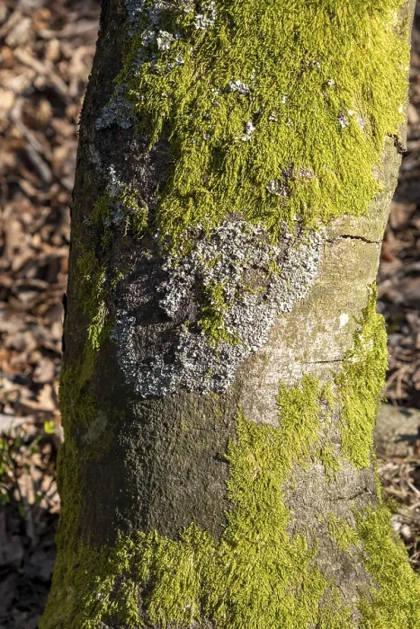 Framed Print : Tree trunk overgrown with moss and lichen