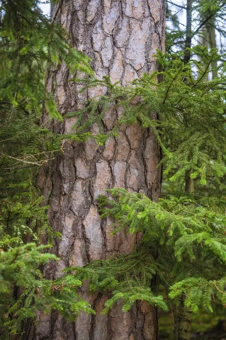 Framed Print : A tree trunk with scaly bark in a wooded area