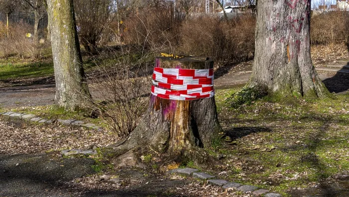 Framed Print : Tree trunk wrapped with safety tape