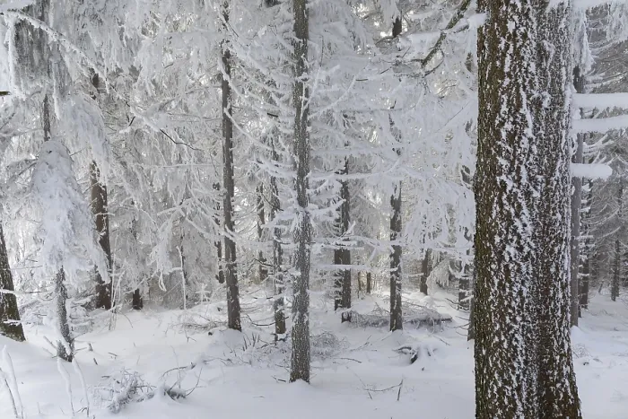 Framed Print : Even the tree trunks are all decorated with hoarfrost