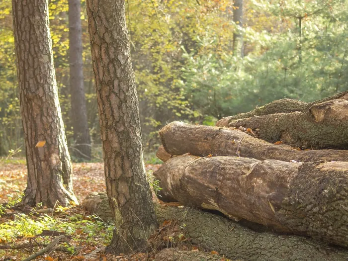 Framed Print : Several tree trunks in autumn forest under trees with sunlight