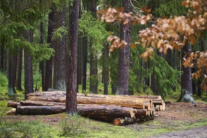 Framed Print : Tree trunks of cut down timber in the forest