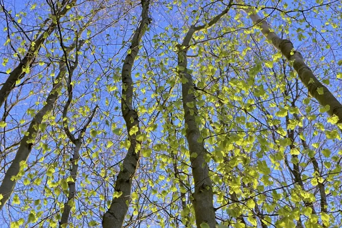Framed Print : Tree trunks, deciduous forest in spring