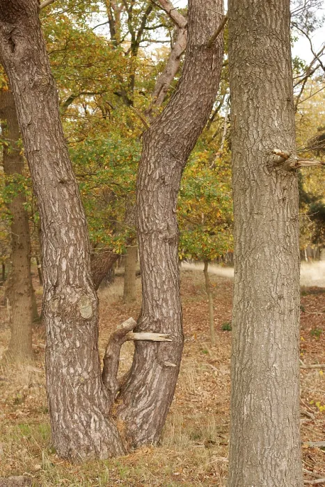 Framed Print : Tree trunks, edge of forest, TER BORG Framed Print : Tree trunks, edge of forest, TER BORG