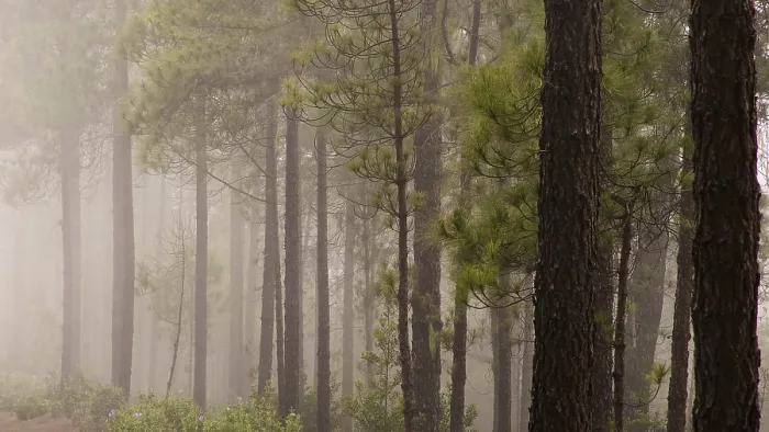 Framed Print : Tree trunks, fog, tamadaba, woodland Framed Print : Tree trunks, fog, tamadaba, woodland