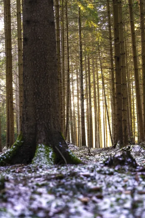 Framed Print : Tree trunks in a forest with light effects and patches of snow on the ground Framed Print : Tree trunks in a forest with light effects and patches of snow on the ground