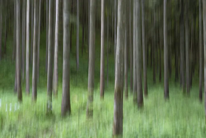 Framed Print : Tree trunks, forest, wipe-clean image Framed Print : Tree trunks, forest, wipe-clean image