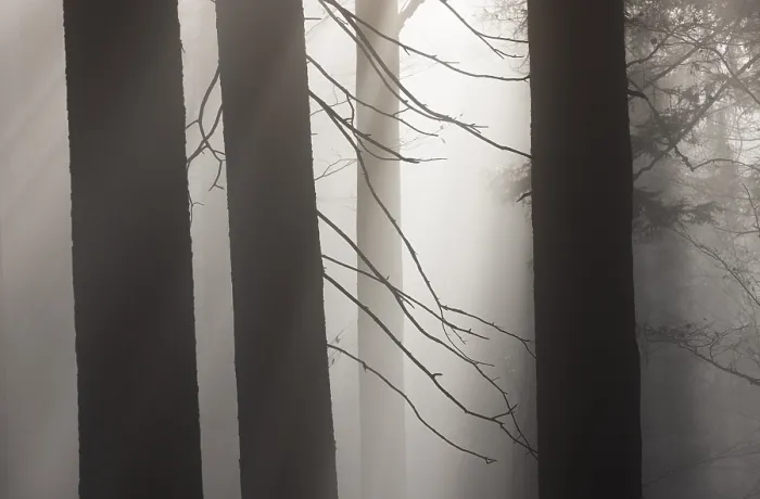 Framed Print : Tree trunks in morning fog with sunbeams