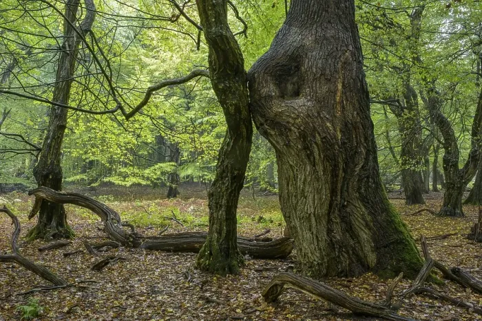Framed Print : Tree trunks of old trees and dead wood Framed Print : Tree trunks of old trees and dead wood