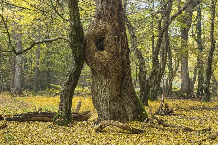 Framed Print : Tree trunks of old trees and deadwood Framed Print : Tree trunks of old trees and deadwood