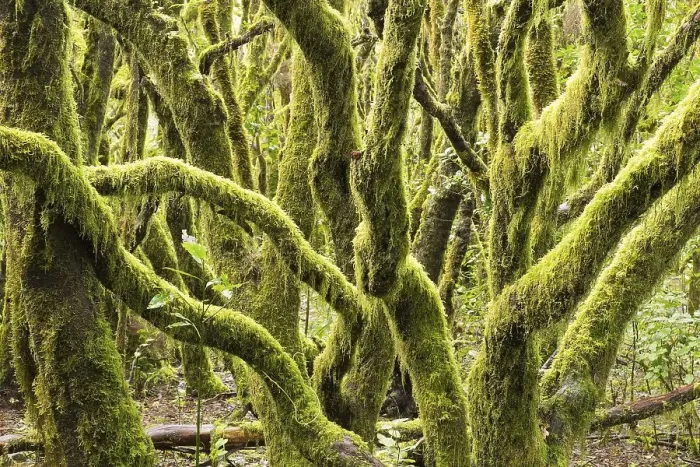 Framed Print : Tree trunks overgrown with moss in the cloud forest
