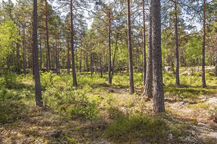 Framed Print : Tree trunks in a pine forest on a sunny summer day Framed Print : Tree trunks in a pine forest on a sunny summer day