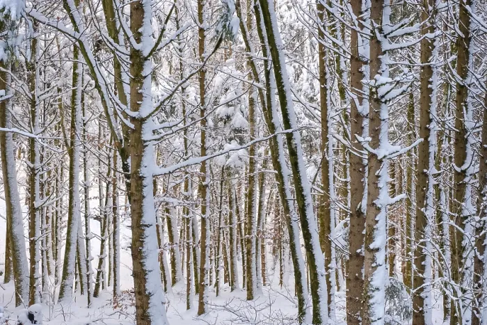 Framed Print : Tree trunks, snow-covered mixed forest Framed Print : Tree trunks, snow-covered mixed forest